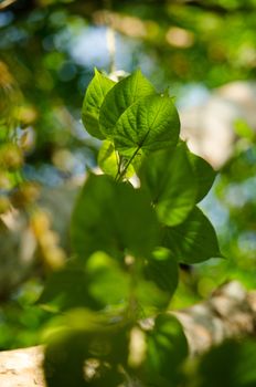 green leaf background in forest , have many species flora . background have many  colour in frame