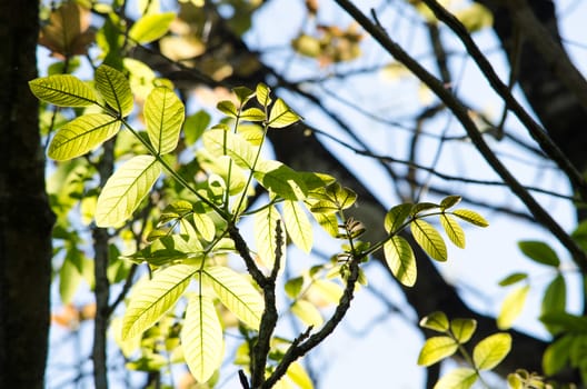 green leaf background in forest , have many species flora . background have many  colour in frame