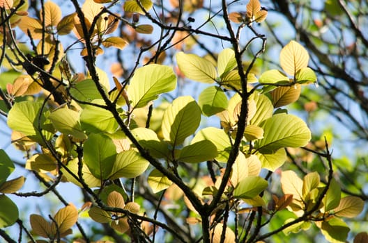 green leaf background in forest , have many species flora . background have many  colour in frame