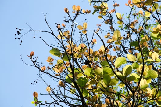 green leaf background in forest , have many species flora . background have many  colour in frame