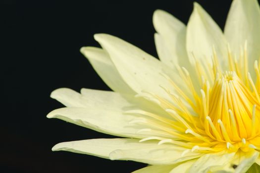 white beautiful lotus