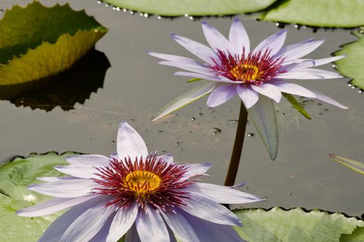 purple beautiful lotus