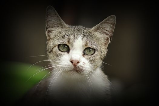 beautiful curious kitten portrait looking at the camera