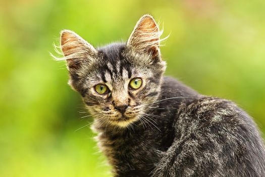 beautiful stripped kitten looking at the camera, green out of focus bokeh background in the garden; curious cute domestic young animal