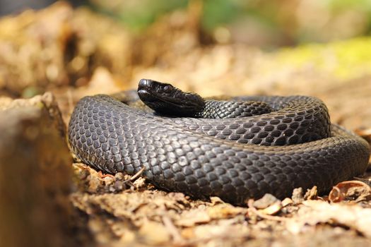 black european adder standing on natural habitat, forest ground ( Vipera berus nikolskii )