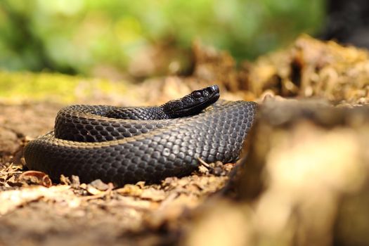 black snake on forest ground, Vipera berus nikolskii, melanistic specimen