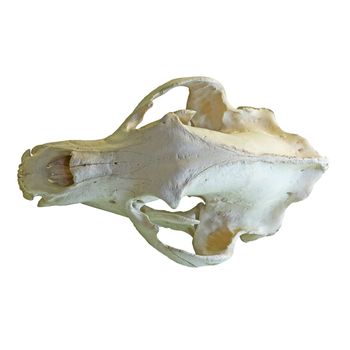 brown bear isolated cranium, white background ( Ursus arctos )