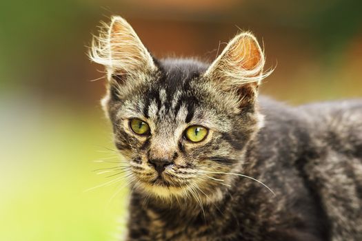 curious domestic kitten face, portrait of beautiful young animal with fluffy hair on ears