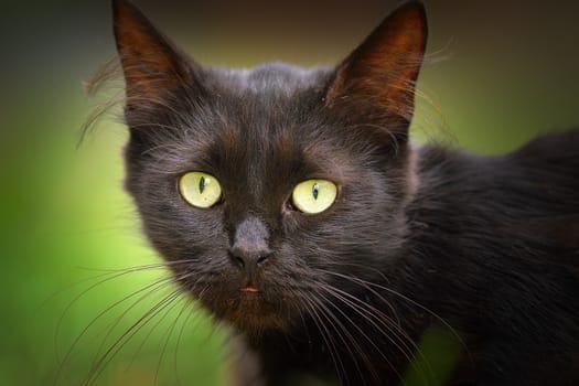 cute black cat face, portrait of domestic animal