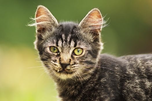 cute fluffy young domestic cat portrait over green out of focus background