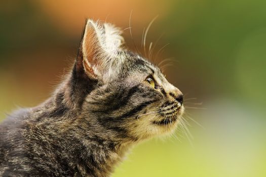 portrait of a cute striped curious kitten, profile view of head with space for your text