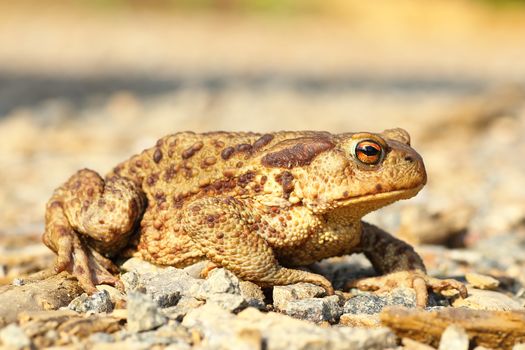 european common brown toad on the ground ( Bufo ); this is one of the toxic european toads 