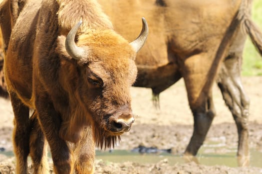 european bison close up ( Bison bonasus )