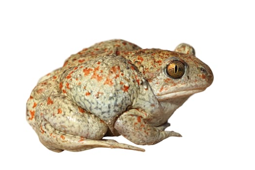 mottled garlic toad isolated on white background, cut out animal ready for your design ( Pelobates fuscus )