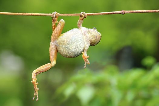 green tree frog climbing on twig ( Hyla arborea )