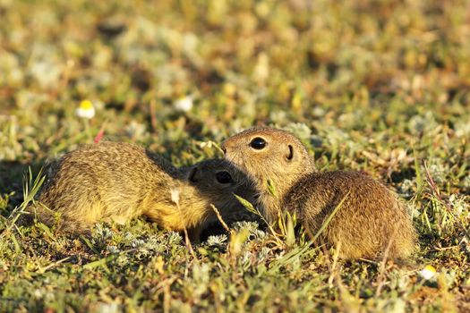european ground squirrels brothers in natural habitat ( Spermophilus citellus )