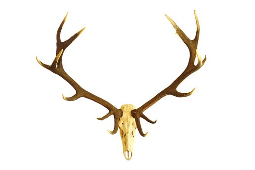 huge red deer buck skull, hunting trophy isolated over white background ( Cervus elaphus with large antlers )