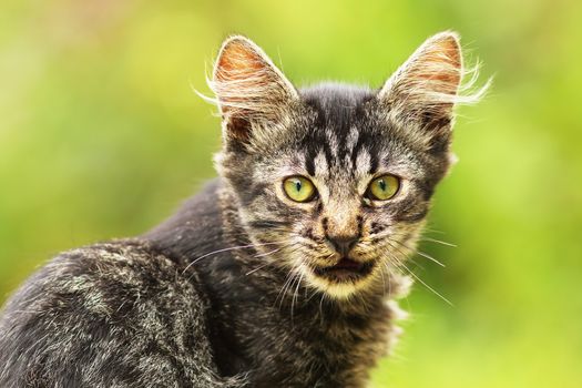 lovely domestic kitten looking at the camera, portrait over green out of focus background