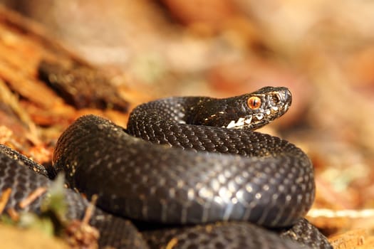 melanistic female european common adder standing on forest ground ( Vipera berus )