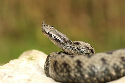 male venomous european snake in natural habitat ( Vipera ammodytes or the nose horned adder )