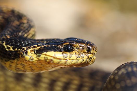 portrait of beautiful european snake ( blotched snake, Elaphe sauromates )