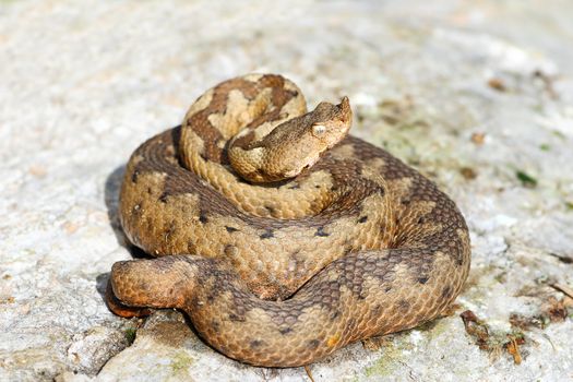 female wild nose horned adder on rock ( Vipera ammodytes, one of the most toxic snakes from Europe )