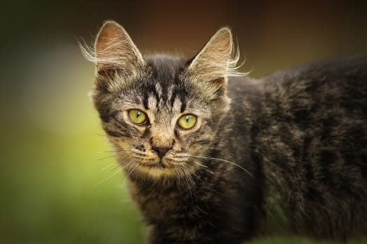 portrait of fluffy young domestic cat looking towards the camera, curious animal