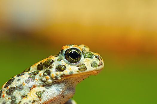 portrait of cute young green toad ( Bufotes viridis )