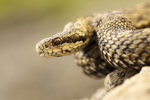 portrait of meadow viper in natural habitat, macro image on venomous snake ( Vipera ursinii rakosiensis, listed as endangered in IUNC red list )