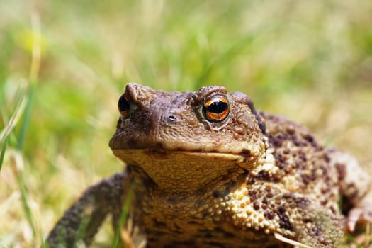 portrait of ugly common brown toad in the garden ( Bufo )