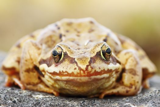 Rana temporaria portrait, abstract view of european common brown frog