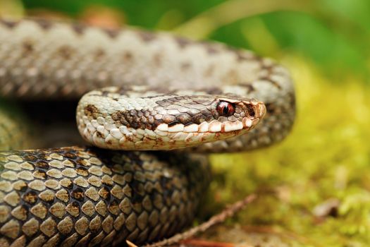 portrait of beautiful female Vipera berus, the common crossed european adder