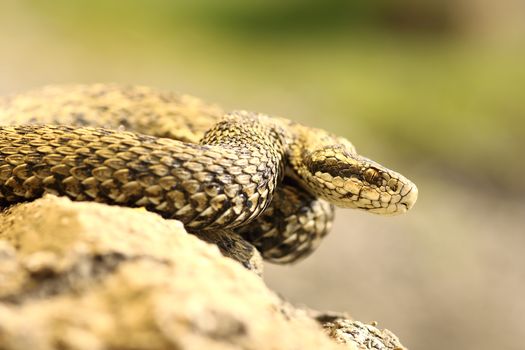 rare european venomous snake, the hungarian meadow viper in natural habitat ( Vipera ursinii rakosiensis, female ), image taken in Transylvania