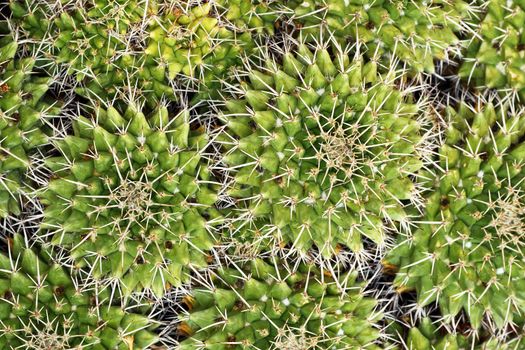 textural image of cactuses, close up of thorns