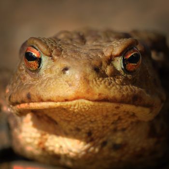 abstract portrait of common brown frog ( Bufo ) looking at the camera