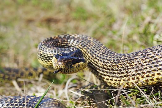 aggressive blotched snake  ready to strike, attack position ( Elaphe sauromates )