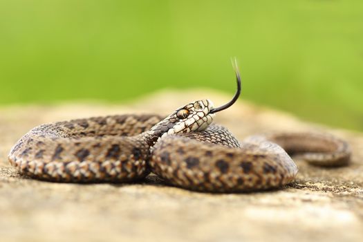 aggressive juvenile hungarian meadow viper showing its tongue ( Vipera usrinii rakosiensis )