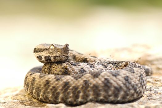 aggressive nose horned viper ready to strike ( Vipera ammodytes )