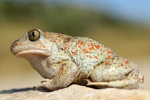full length macro image of beautiful colored garlic toad ( Pelobates fuscus )