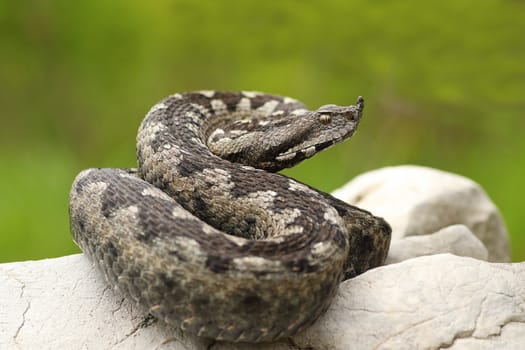 beautiful nosed viper on a rock ( Vipera ammodytes, image taken in natural habitat on a wild animal )
