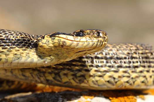 portrait of blotched snake, macro image ( Elaphe sauromates )