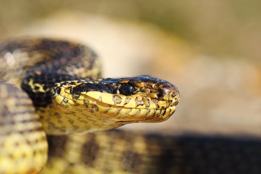 close up of blotched snake head ( Elaphe sauromates )