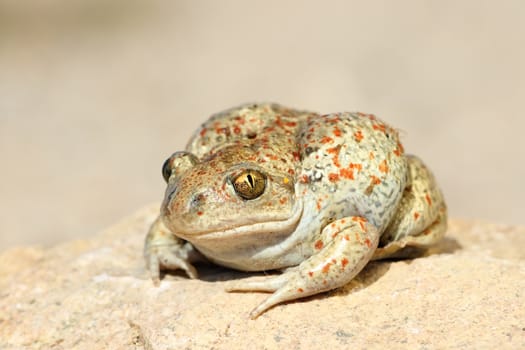 close up of common spadefoot toad ( Pelobates fuscus )
