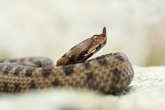 close up portrait of horned adder ( Vipera ammodytes )