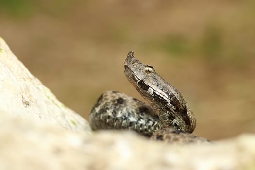 close up venomous european snake crawling on rock ( the nose horned viper, Vipera ammodytes )