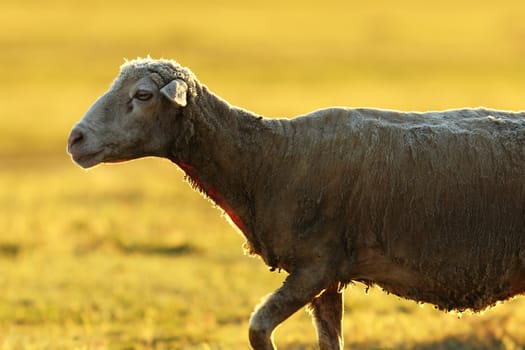 closeup of a sheep in sunrise light, beautiful orange colors of dawn