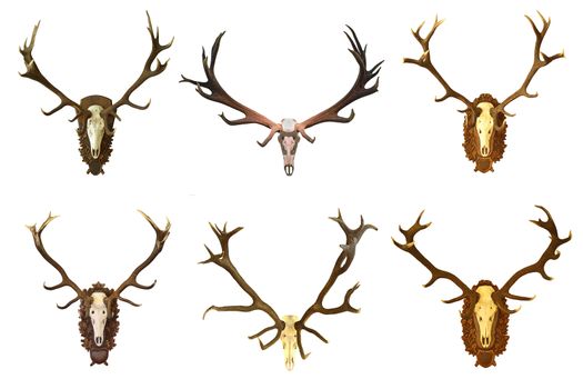 collection of huge red deer buck hunting trophies isolated over white background, game animals ready for your design ( Cervus elaphus )
