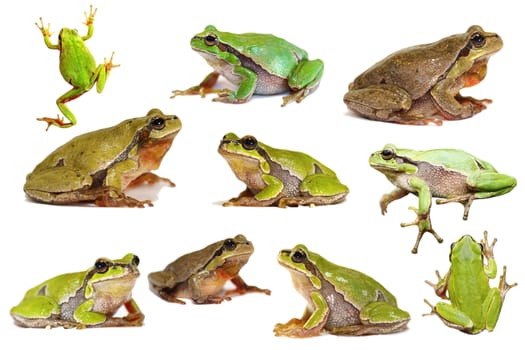 collection of european green tree frogs isolated over white background ( Hyla arborea )