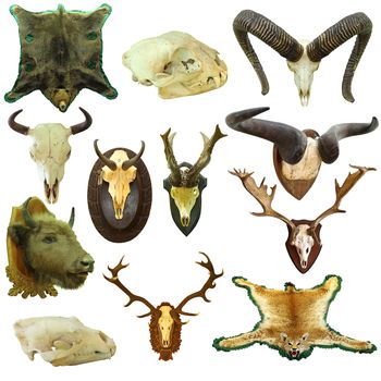 collection of isolated hunting trophies, game animals on white background