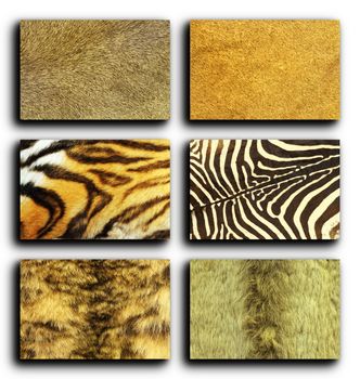 collection of wild animals fur over white background, leather textures for your design